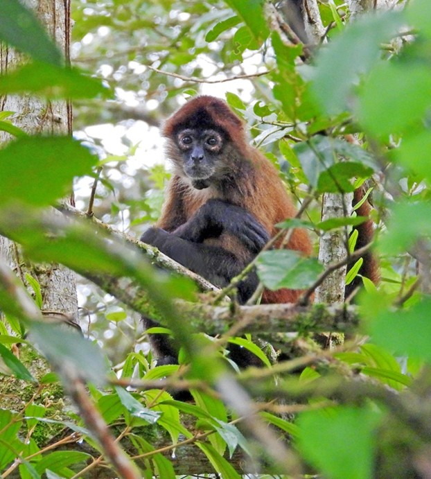 Bill Gette Winter 2026 Southern Costa Rica