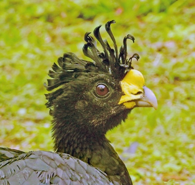 Bill Gette Winter 2026 Northern Costa Rica